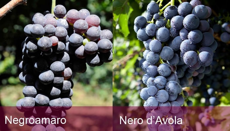 義大利葡萄品種 A 到 Z （Part 4）