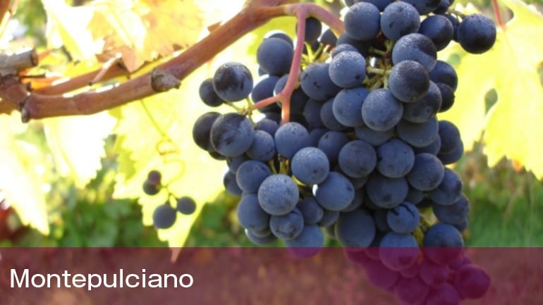 義大利葡萄酒產區 - 亞得里亞旁的Molise與Marche