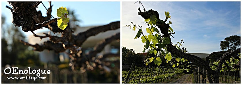 【葡萄園的四季】四月南法 – 從冬日甦醒的葡萄藤