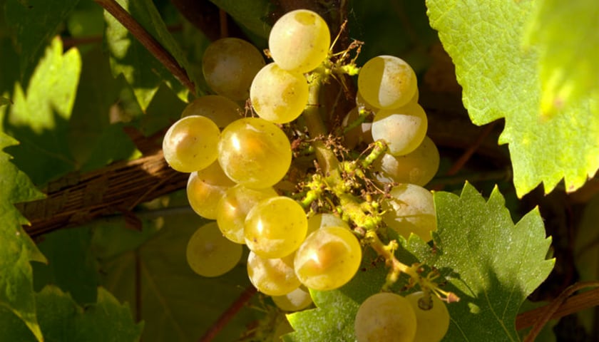【產區介紹】充滿優質白酒，紅酒也值得一試的義大利FVG -Friuli Venezia-Giulia