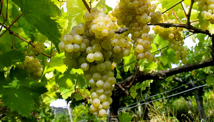 【產區介紹】充滿優質白酒，紅酒也值得一試的義大利FVG -Friuli Venezia-Giulia