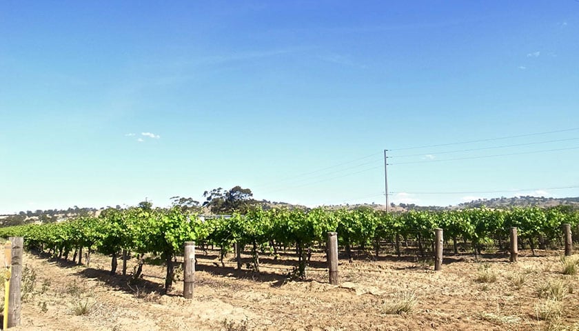 【酒莊探訪】澳洲的「No.1」 - Saltram Winery參訪
