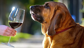 【美酒新聞】狗狗能聞得到毒品，那牠們能聞出壞掉的酒嗎？
