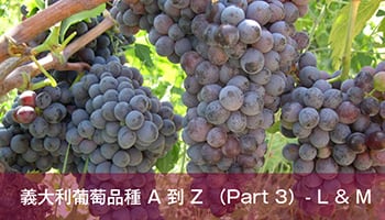 義大利葡萄品種 A 到 Z （Part 3）