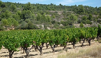 南法手工葡萄酒的魅力之2－ Minervois La Livinière