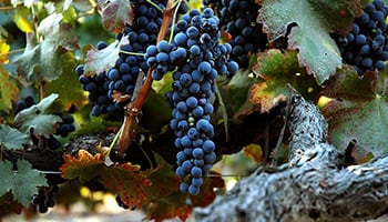【認識葡萄品種】新世界野性男 - 希拉茲（Shiraz）葡萄