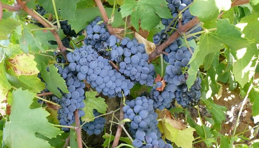【葡萄品種】皮諾塔吉（Pinotage）: 南非的國寶酒?